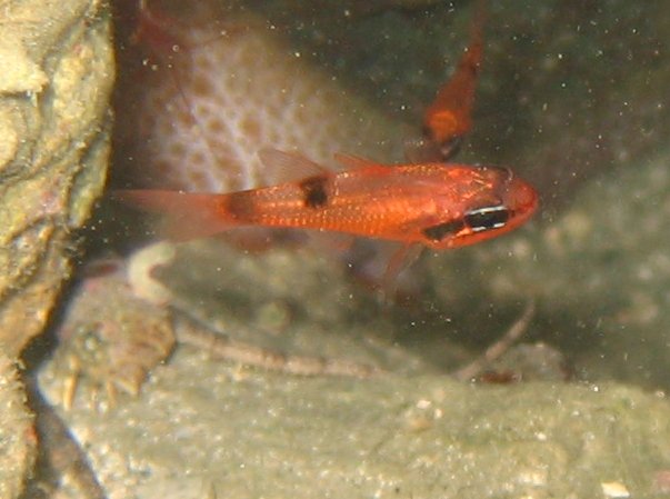 Apogon maculatus